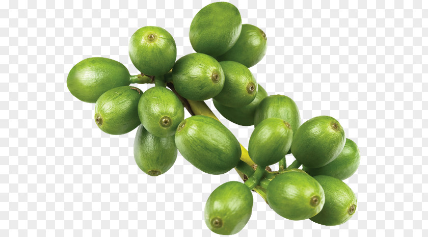 Coffee Green Extract Chlorogenic Acid Bean PNG