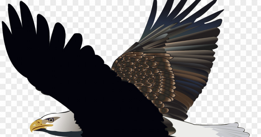 Eagle Bald Bird Image PNG