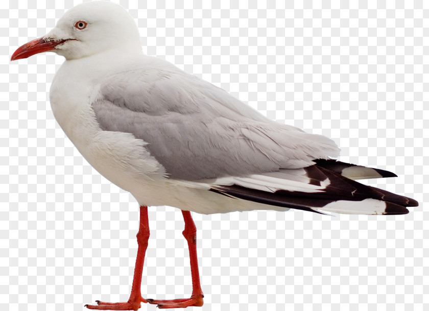 Gull Gulls Columbidae Bird PNG