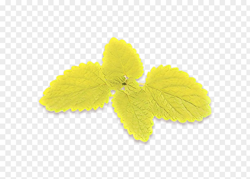 Herbaceous Plant Petal Yellow Leaf Flower PNG