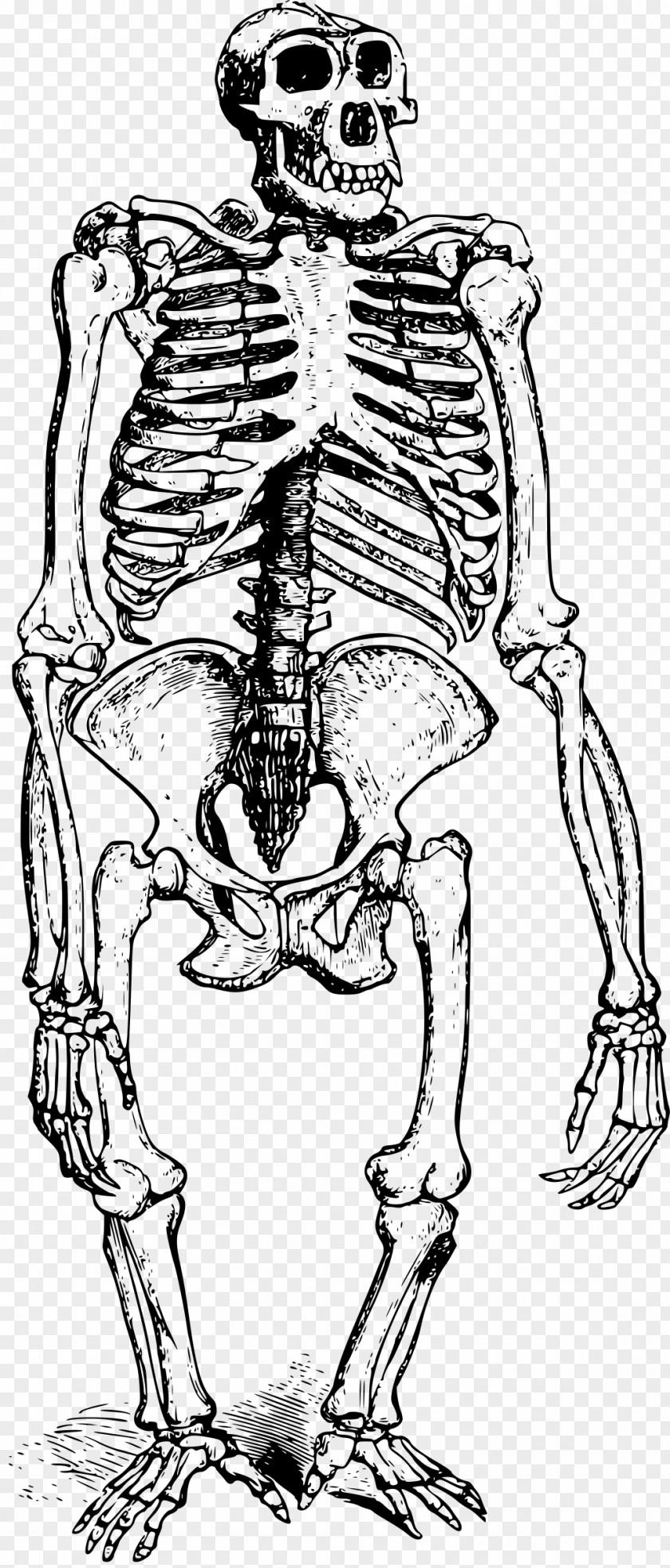 Skeleton Gorilla Human Bone Skull PNG