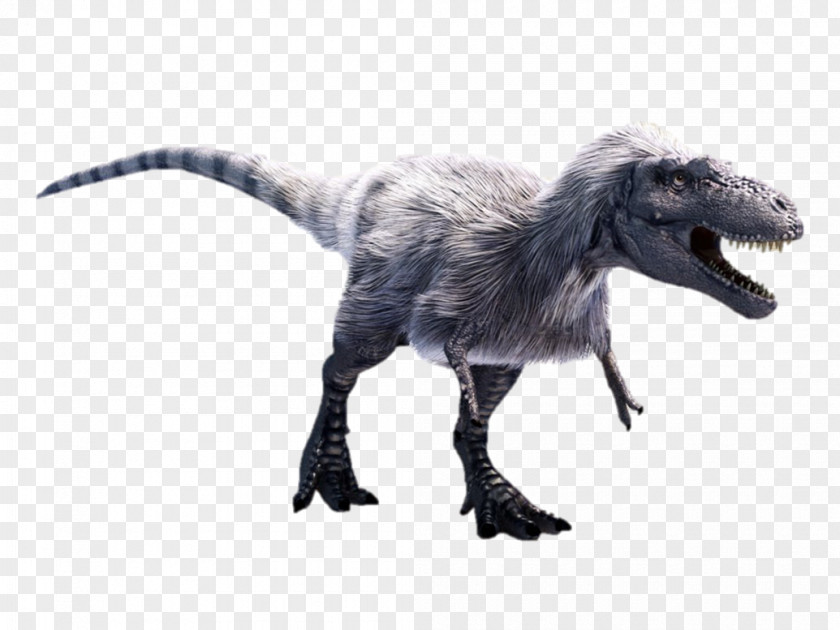 Tyrannosaurus Albertosaurus Allosaurus Daspletosaurus Torvosaurus PNG
