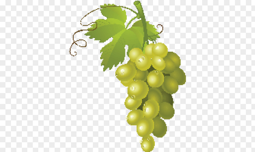 Wine Common Grape Vine Clip Art PNG