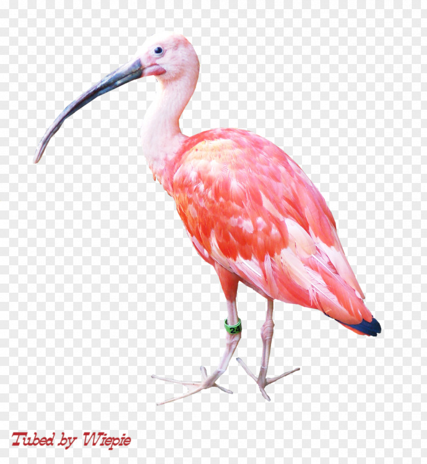 Bird Ibis Water Beak PNG