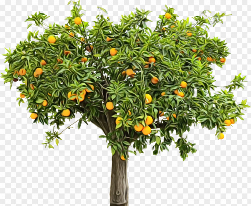 Fruit Tree PNG