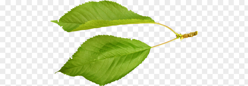 Leaf Cerasus Nalewka Plant Stem Wine PNG
