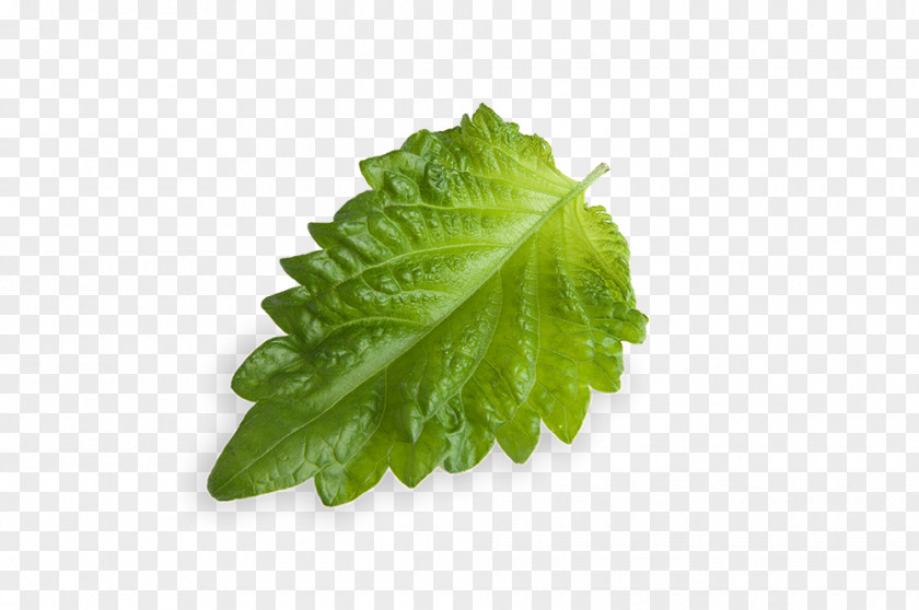 Leaf Dietary Fiber Romaine Lettuce Food Stevia PNG