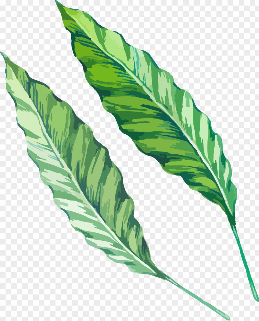 Leaf Watercolor Painting Drawing Green PNG