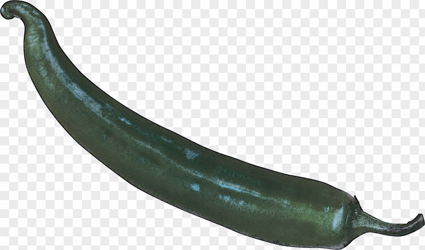 Pasilla Serrano Pepper Vegetable Car Chili PNG