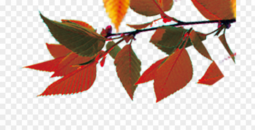 Autumn Leaves Maple Leaf Color PNG