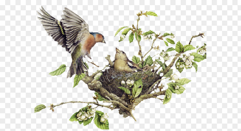 Bird Nest Clip Art PNG