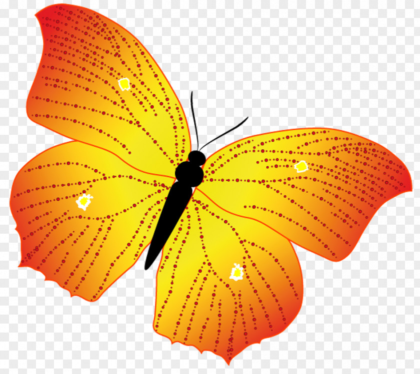 Butterfly Monarch Image Illustration Vector Graphics PNG