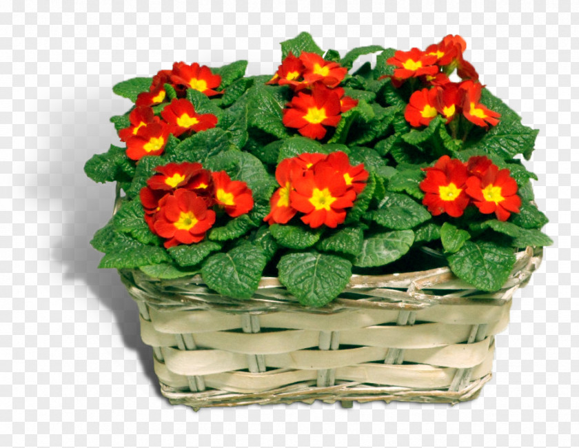 Design Primrose Floral Flowerpot Cut Flowers PNG