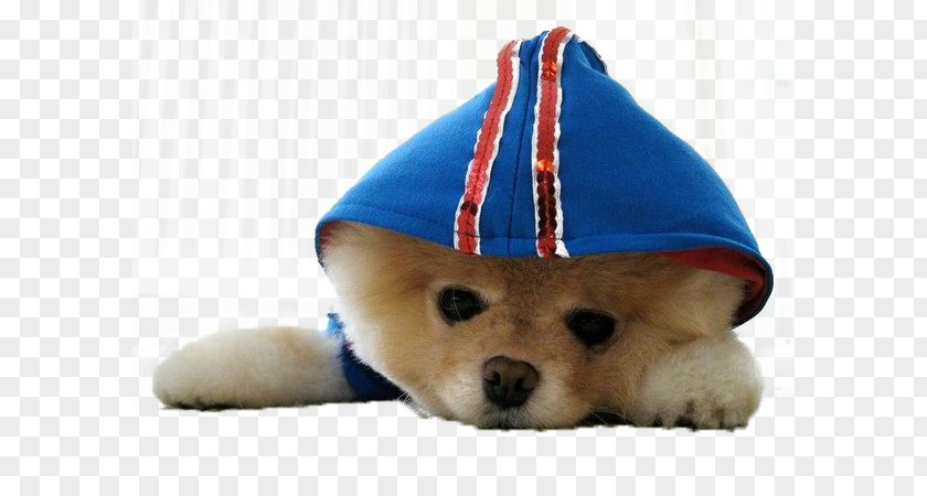 Dogs Pomeranian Puppy Boo Cuteness Pet PNG