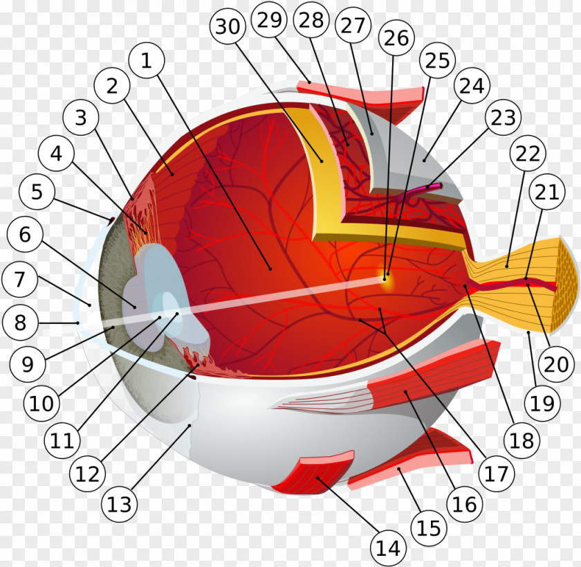 Eye Human Retina Anatomy Visual System PNG