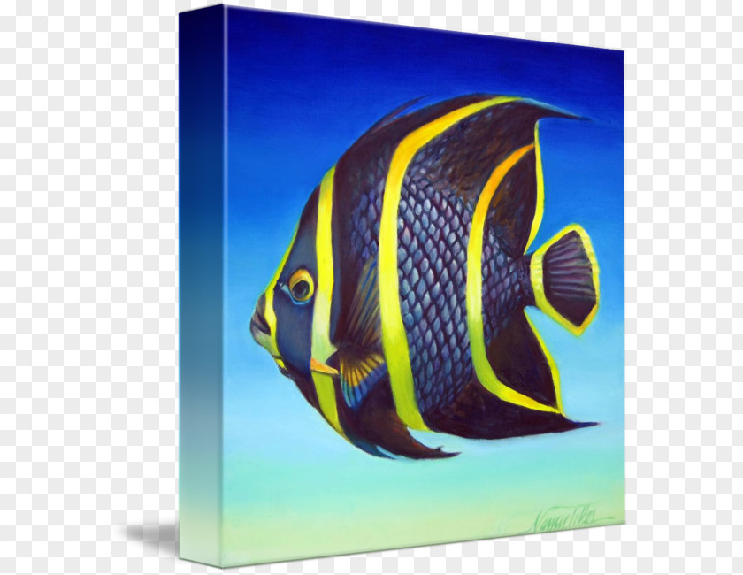 Fish French Angelfish Emperor Queen PNG