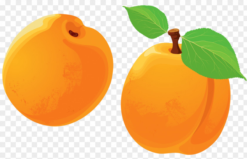 Hand-painted Apricot Tangerine Peach PNG