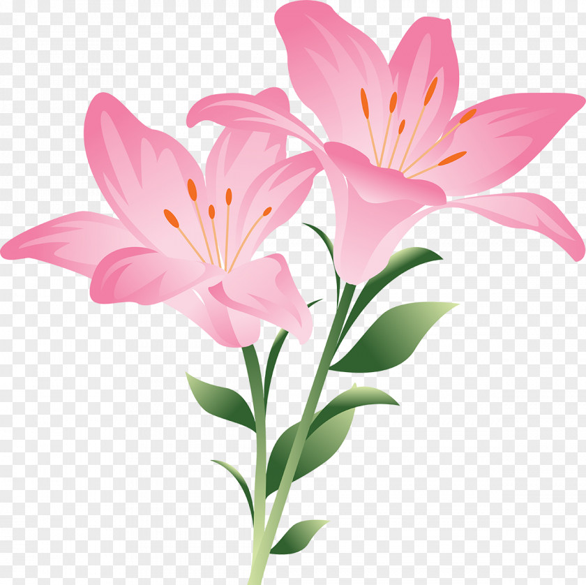Jasmin Flower Pink Flowers Lilium 'Stargazer' Bulbiferum Clip Art PNG