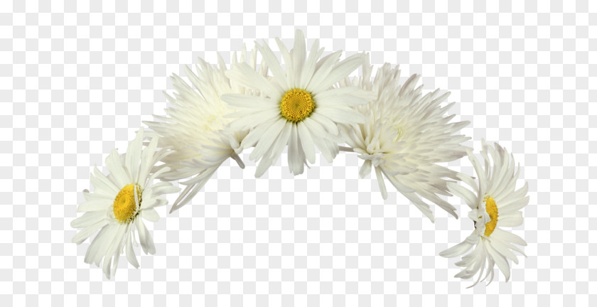 Marguerite Flower Raster Graphics Editor Clip Art PNG