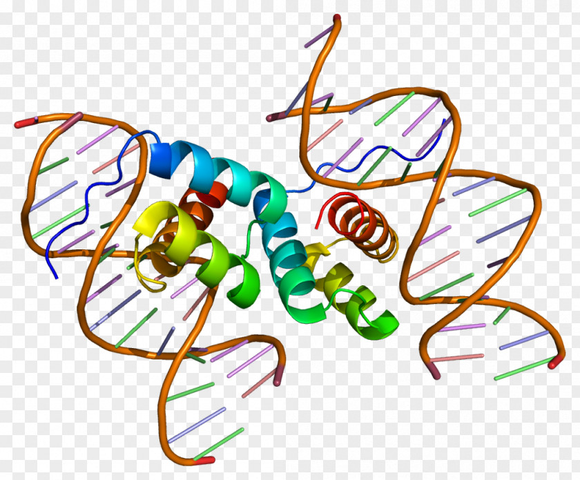 PDX1 Protein Homeobox Transcription Factor Gene PNG