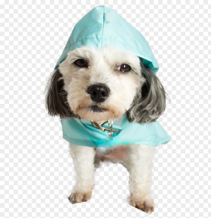 Puppy Cockapoo Schnoodle Rain Poncho PNG