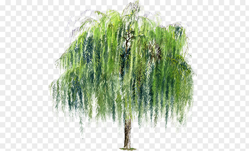 Weeping Willow PNG