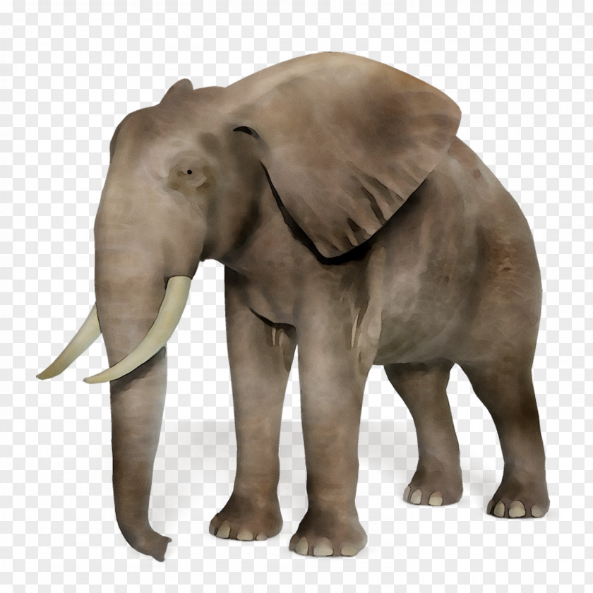 African Elephant Asian Tusk PNG