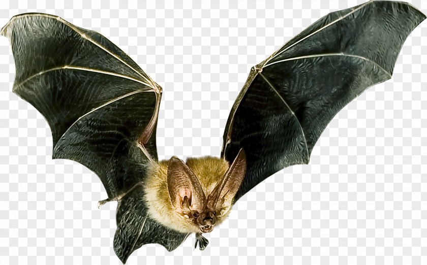 Bat Microbat Flight Detector Animal PNG