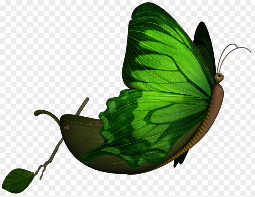 Butterflies Float Nymphalidae Butterfly Pieridae Animation Drawing PNG