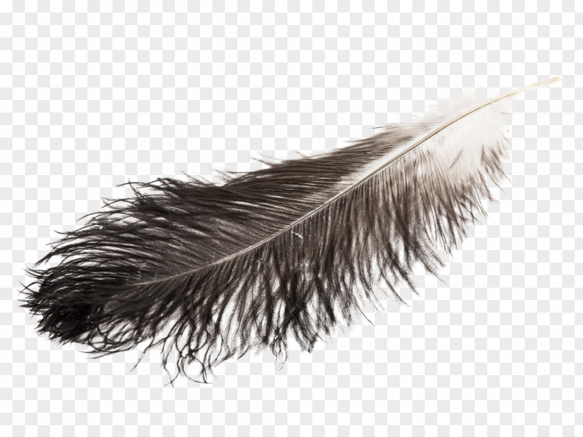 Feather Duster Plumes D'autruche Article White PNG