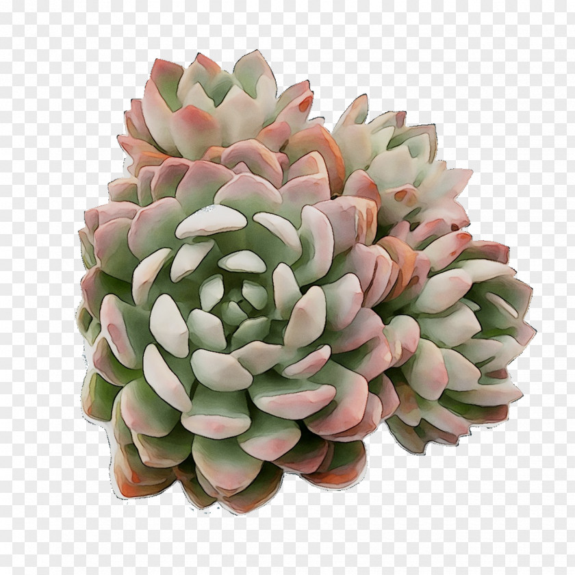 Flower PNG