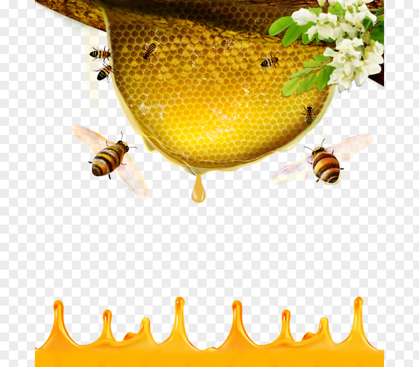 Honey Bee Beehive PNG