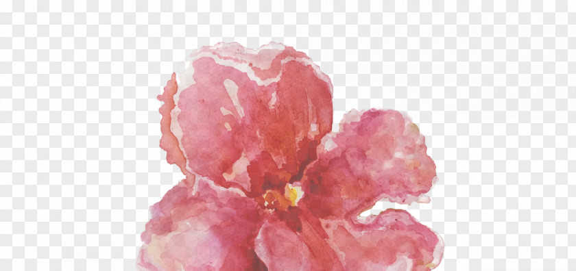 Kipo Petal Pink M Cut Flowers RTV PNG