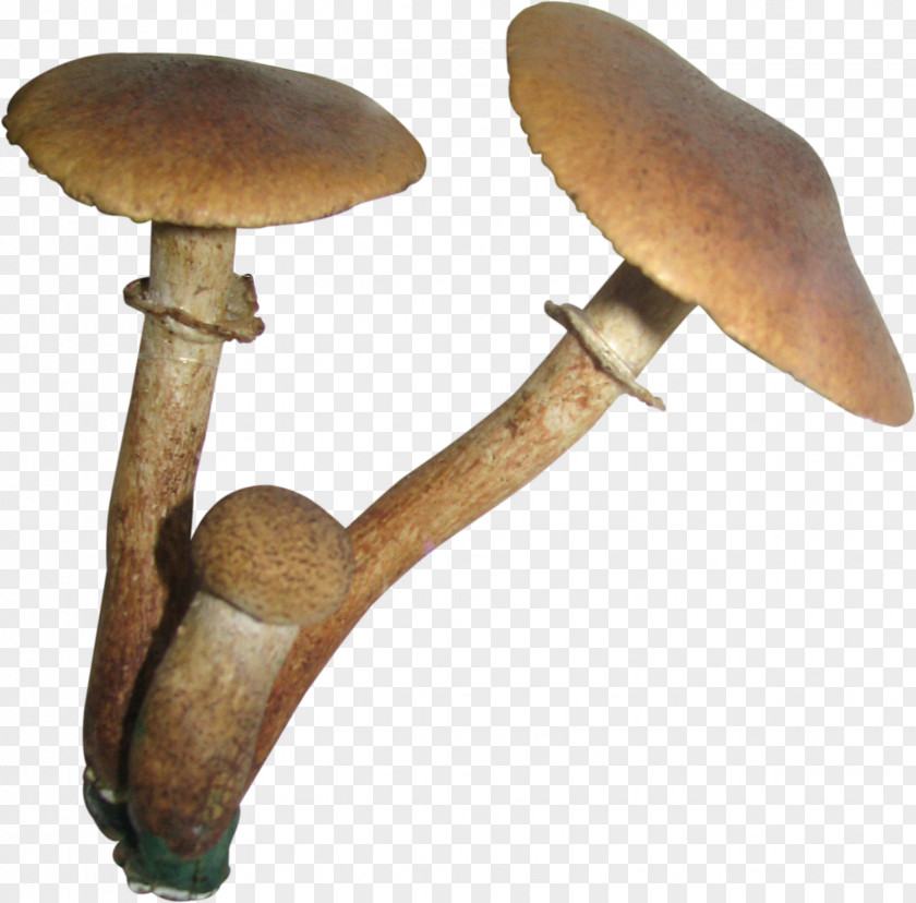 Mushroom Edible Pleurotus Eryngii PNG