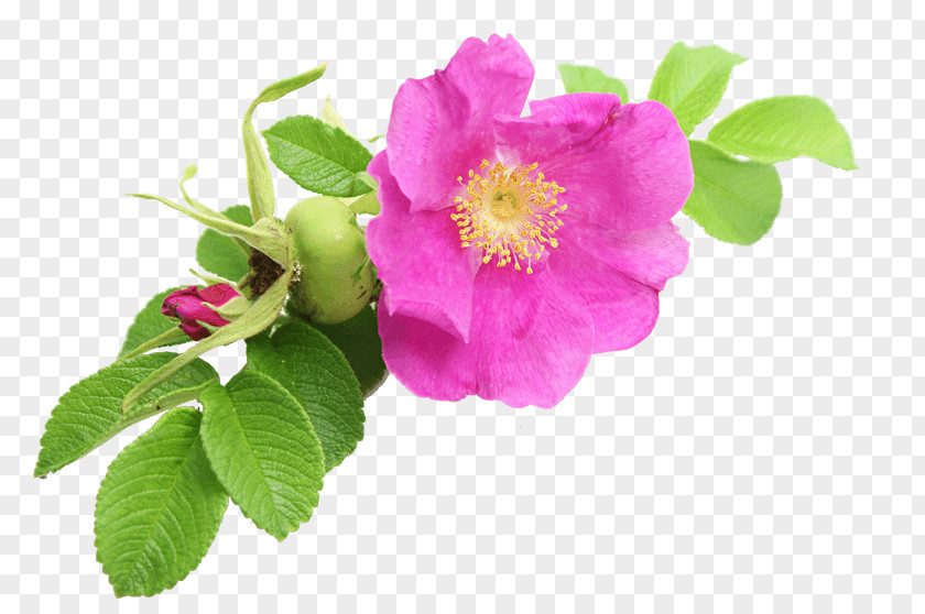 Oil Cabbage Rose Sweet-Brier Garden Roses Dog-rose French PNG