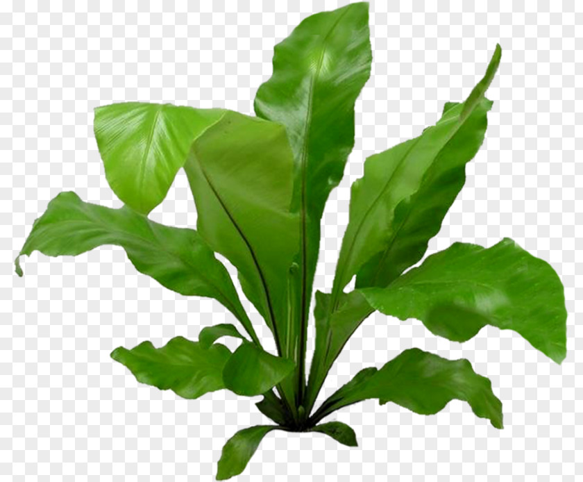 Plant Chard Spring Greens Interior Design Services Apartment PNG
