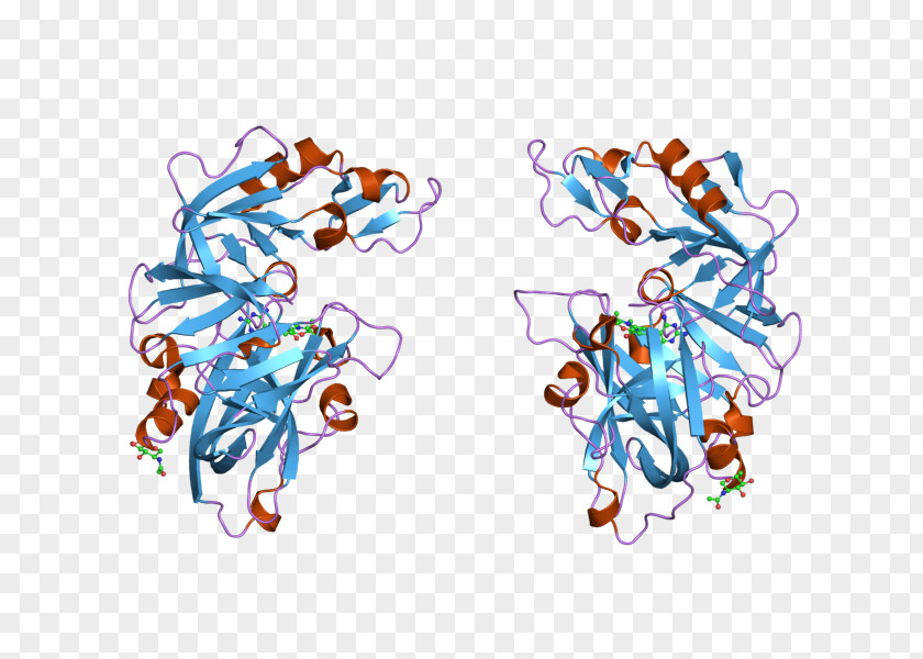 Renin–angiotensin System Introduction To Protein Structure Angiotensinogen PNG