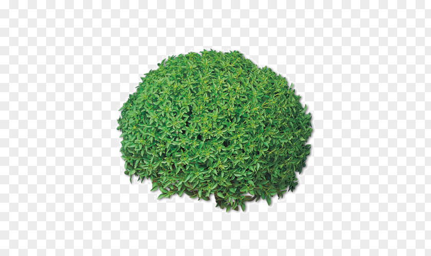 Basil Herb Pianta Aromatica Spice Rosemary PNG