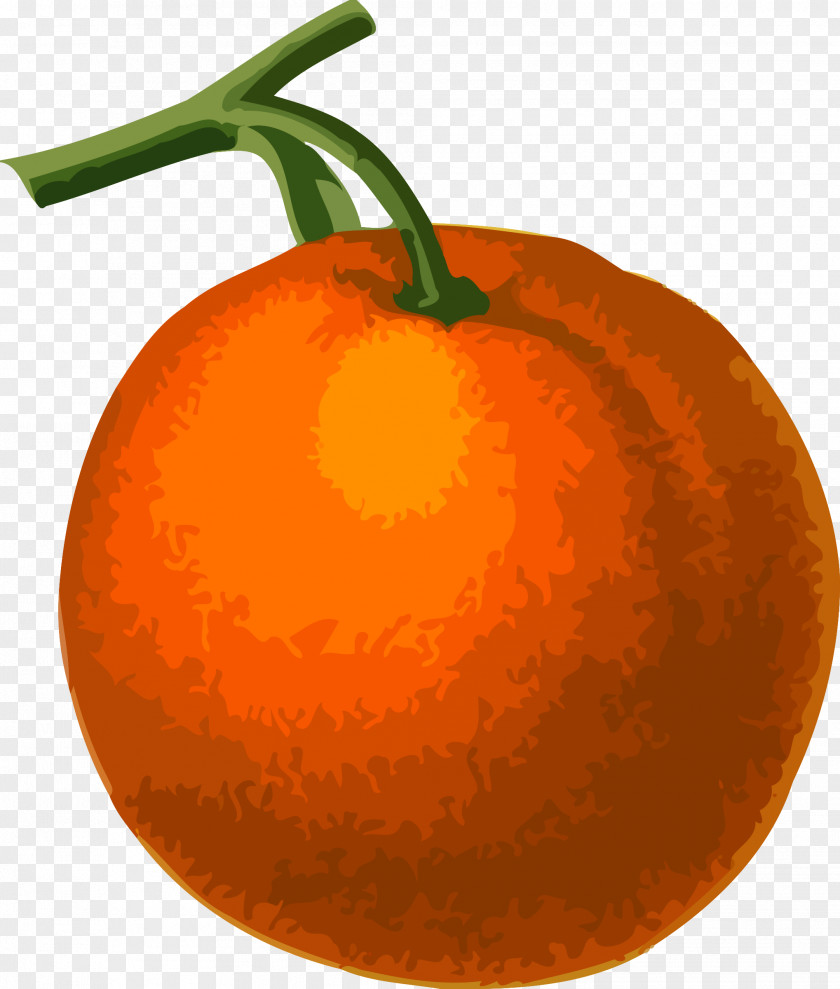 Orange Fruit Clementine Tangerine Drawing Clip Art PNG