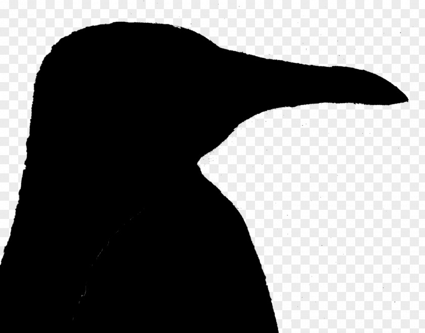 Penguin Water Bird Beak Wing PNG
