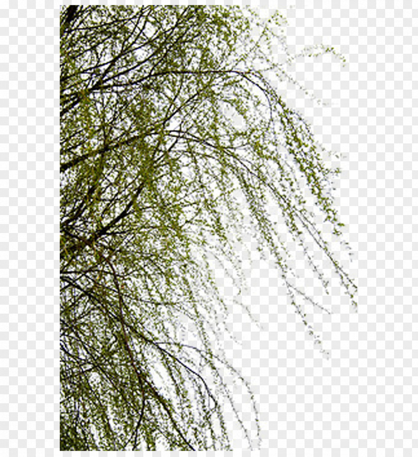 Willow Trees PNG