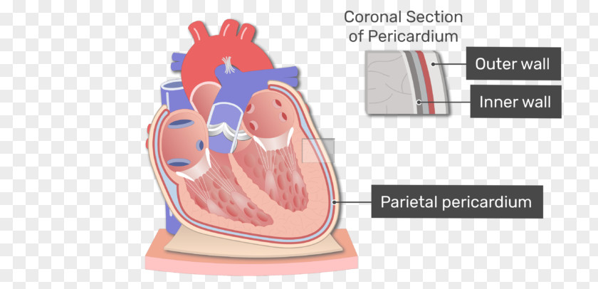 Adipose Tissue Pericardium Heart Anatomy Pericardial Cavity Mediastinum PNG