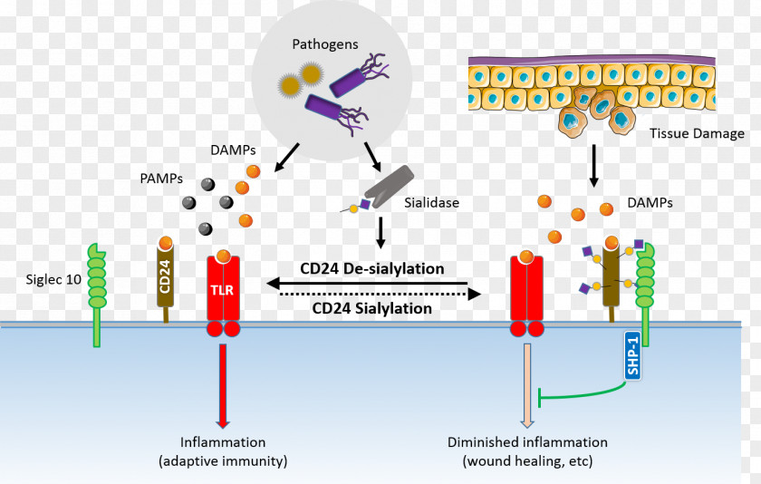 Checkpoint Neuraminidase Sialidase CD24 Cancer Ganglioside PNG