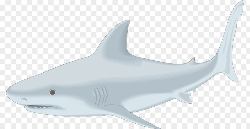 Fish Tiger Shark Great White Clip Art Drawing Bull PNG