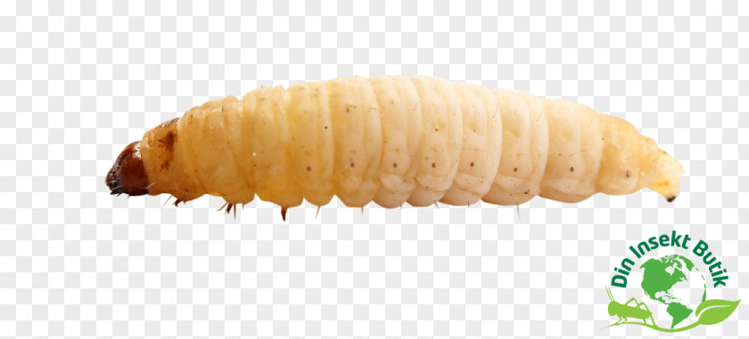 Insect Waxworm Larva Reptile PNG