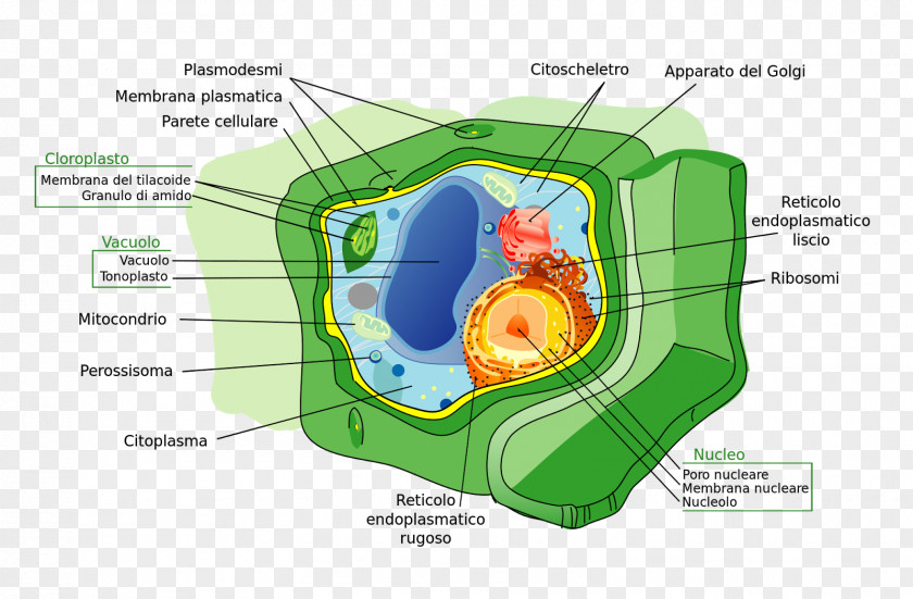 Plant Cell Wall Membrane PNG