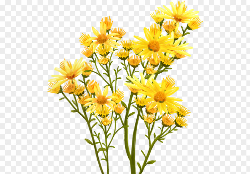 Vivid Bouquet Chrysanthemum Nosegay Flower PNG
