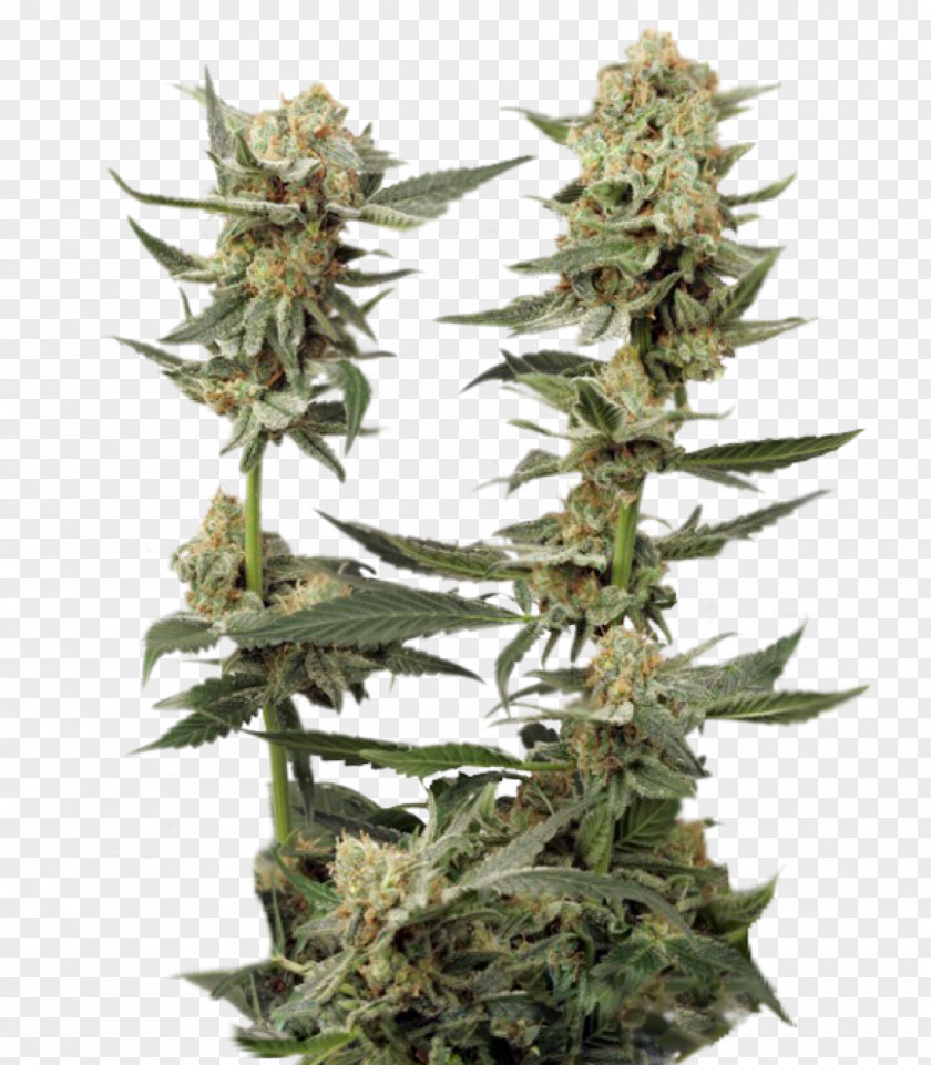 Cannabis Marijuana Northern Lights Autoflowering Seed PNG