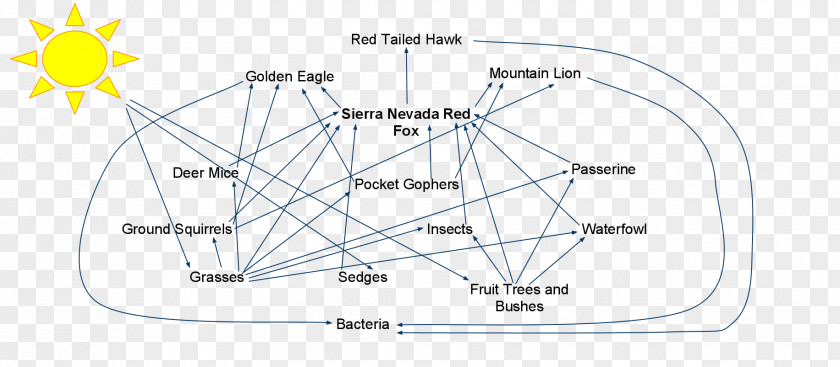 Fox Sierra Nevada Red Island Eating PNG