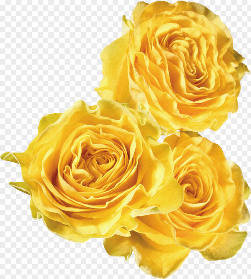 Rose Download Flower PNG